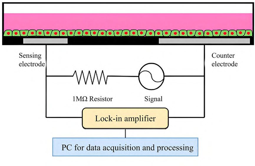 ECIS system to analyze cellular systems